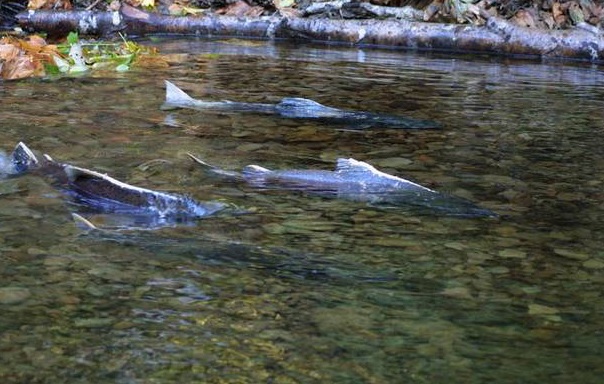 Oregon, California Governors Ask Feds to Declare Catastrophic Salmon Disaster